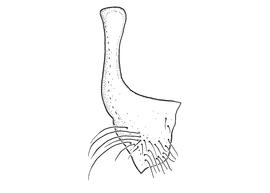   Anthidium dammersi  male, diagram showing ventral view of seventh sternum (S7), diagram from Gonzalez and Griswold 2013 

